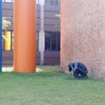 Kuva Kööenhaminasta matkalta konferenssipaikalle. Kuvassa patsas, joka on rakennuksen seinän vieressä kyyryssä ja pitelee päätään.